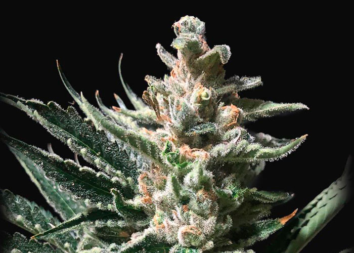 Scout Cookies Auto fem Scout Cookies Auto fem