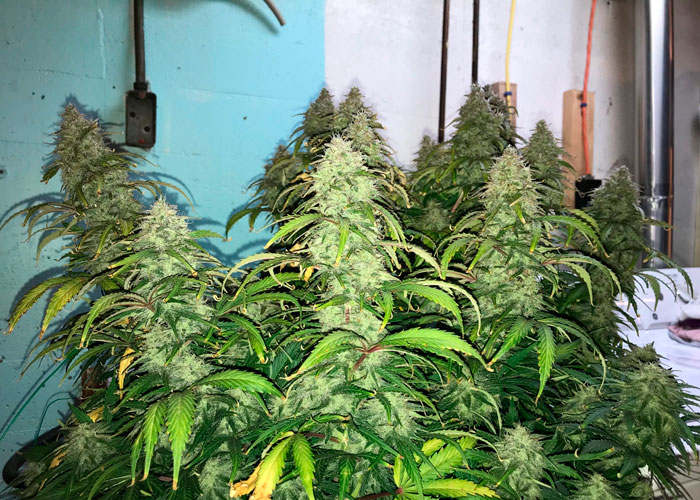 Crack от Fast Buds Crack от Fast Buds