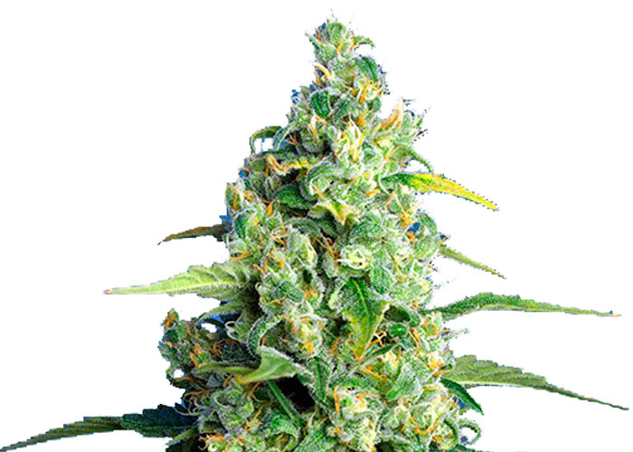 Honey Peach Auto Honey Peach Auto