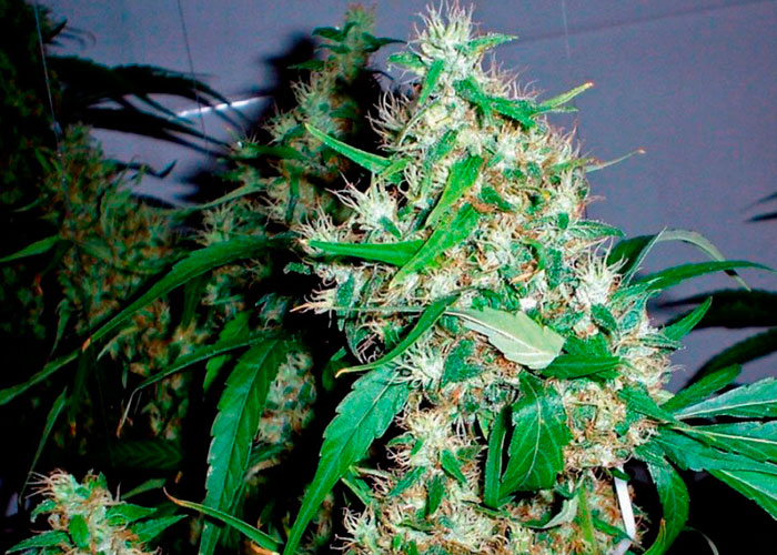 Critical Kush fem Critical Kush fem