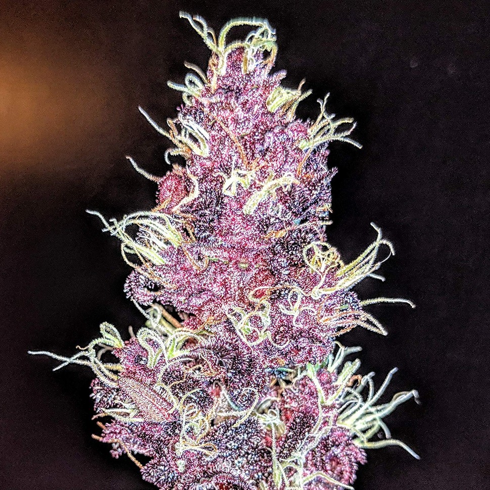 Семена конопли  Auto Diesel feminised Ganja Seeds