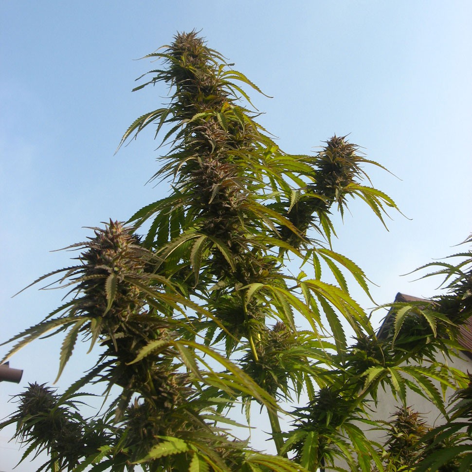 Семена конопли  Auto White Widow CBD feminised Ganja Seeds