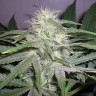 Семена каннабиса  The Church feminised Ganja Seeds