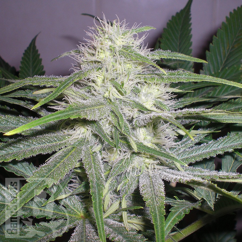 Семена каннабиса The Church feminised Ganja Seeds