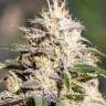 Семена каннабиса  The Church feminised Ganja Seeds