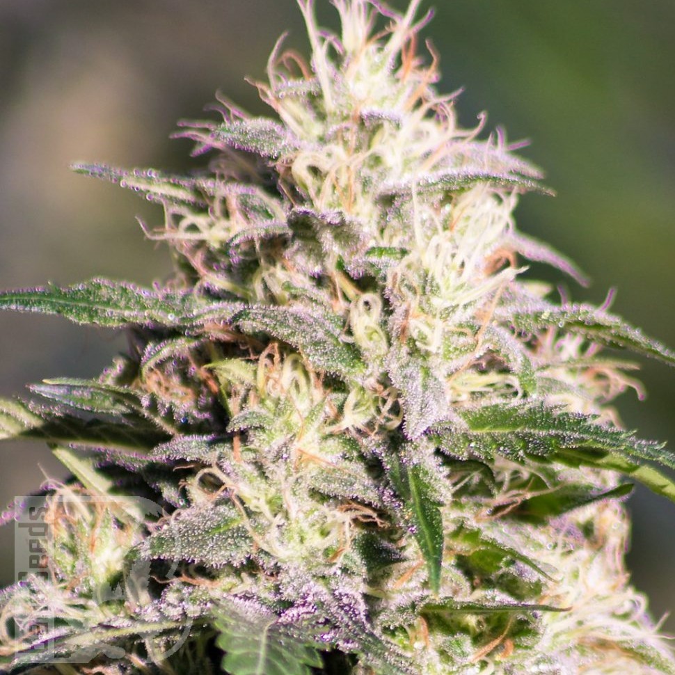 Семена каннабиса  The Church feminised Ganja Seeds