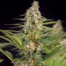 Семена каннабиса  The Church feminised Ganja Seeds