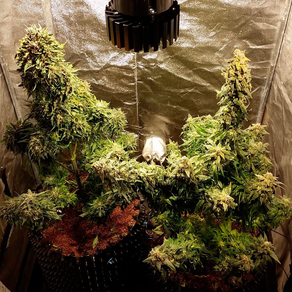 Семена марихуаны  Auto Jack Herer feminised Ganja Seeds