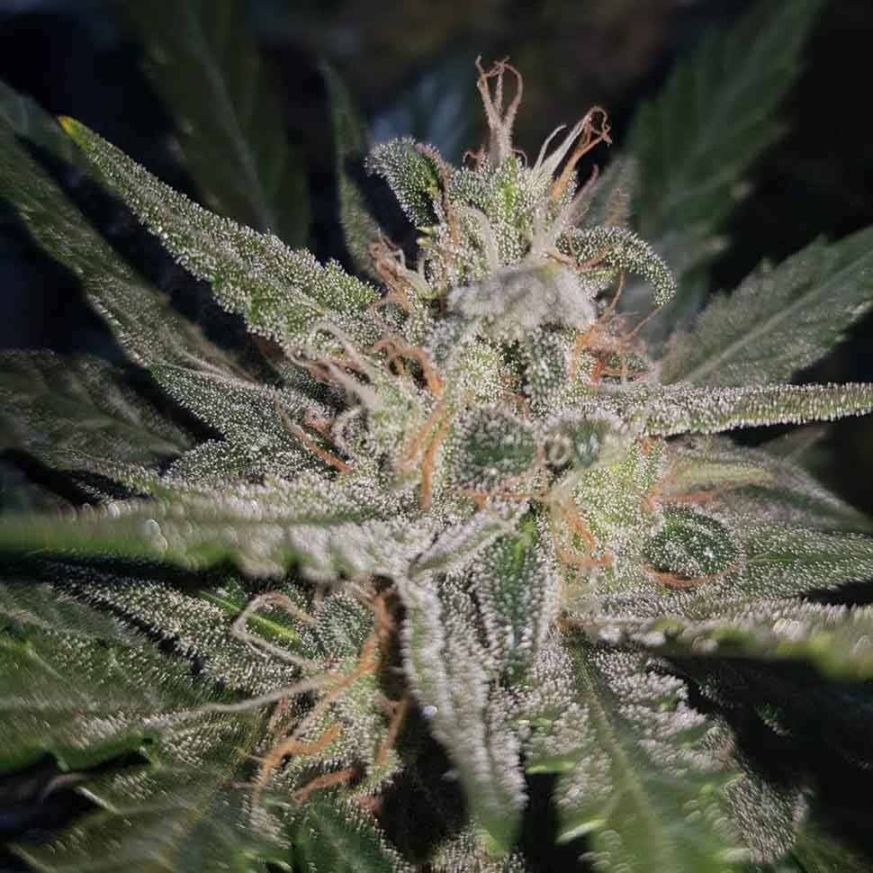 Семена марихуаны Blue Cheese regular Ganja Seeds