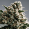 Семена марихуаны  Blue Cheese regular Ganja Seeds
