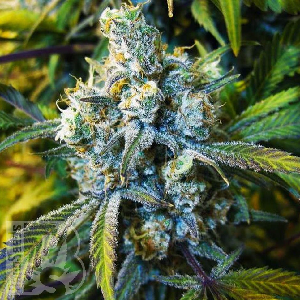 Семена марихуаны  Blue Cheese regular Ganja Seeds