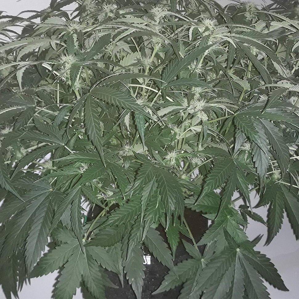 Семена  Auto X.Treme feminised Ganja Seeds