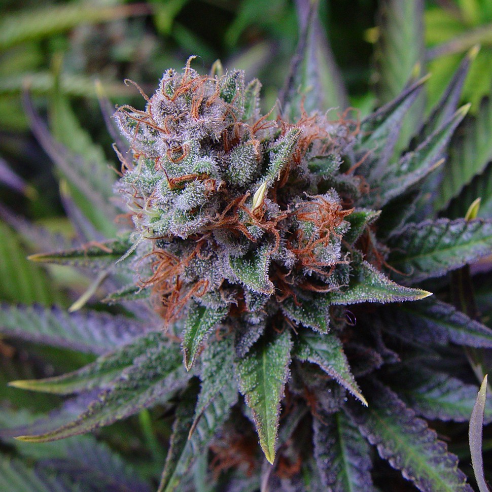 Семена ганжа Blueberry feminised Ganja Seeds