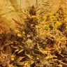 Семена ганжа  The Ultimate feminised Ganja Seeds