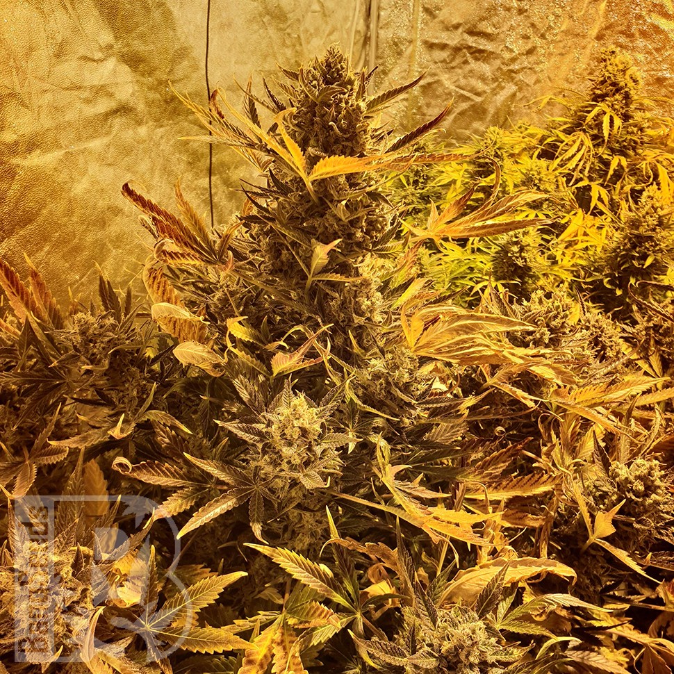 Семена ганжа  The Ultimate feminised Ganja Seeds