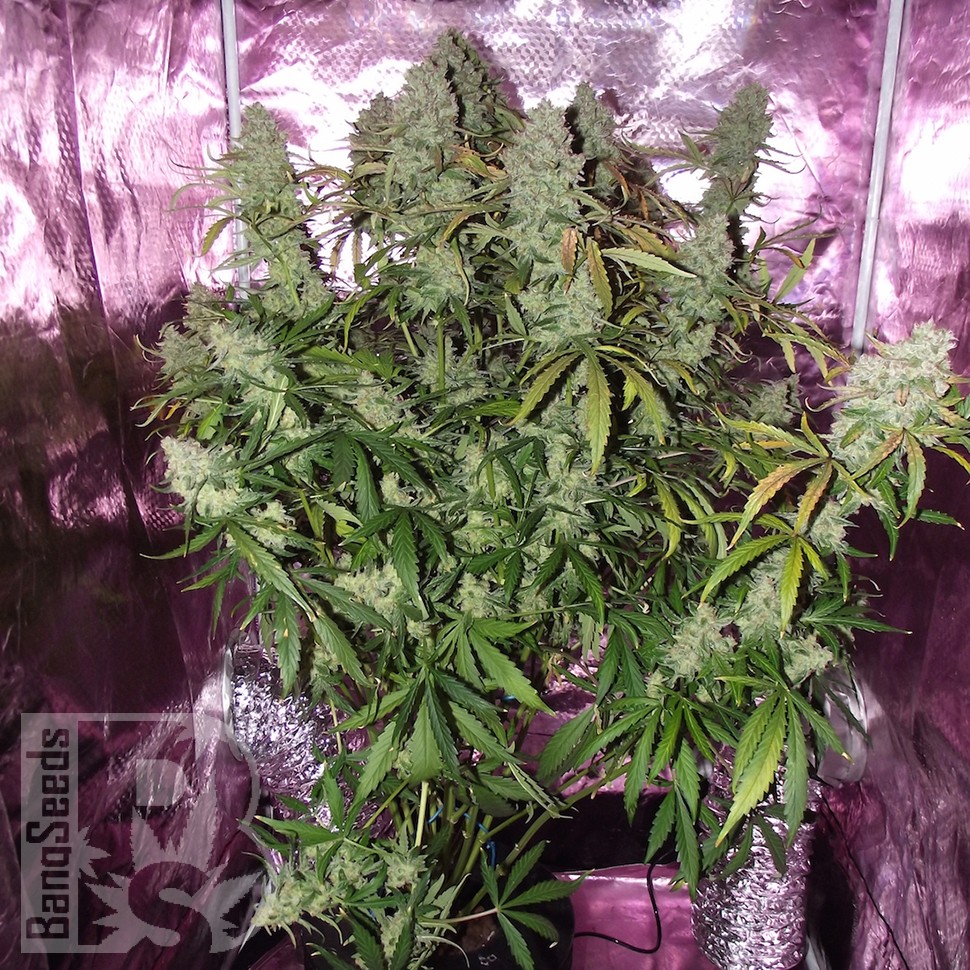 Семена ганжа  The Ultimate feminised Ganja Seeds