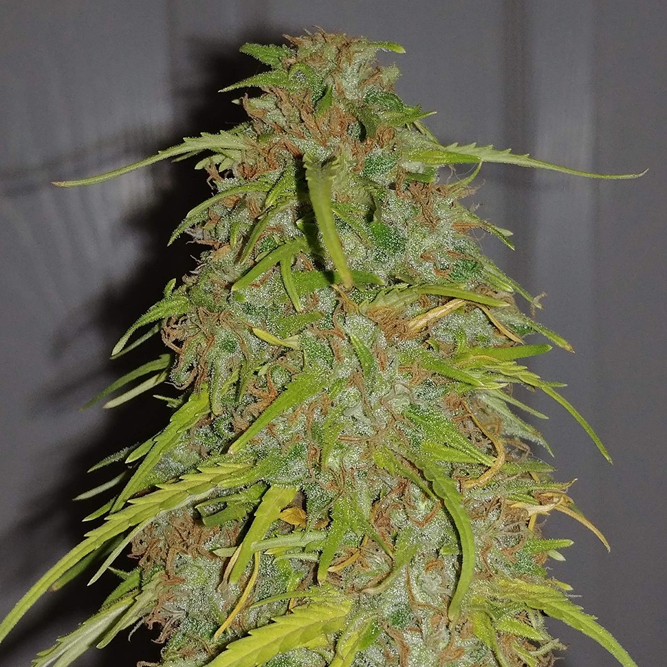 Семена марихуаны  Auto Super Bud feminised Ganja Seeds