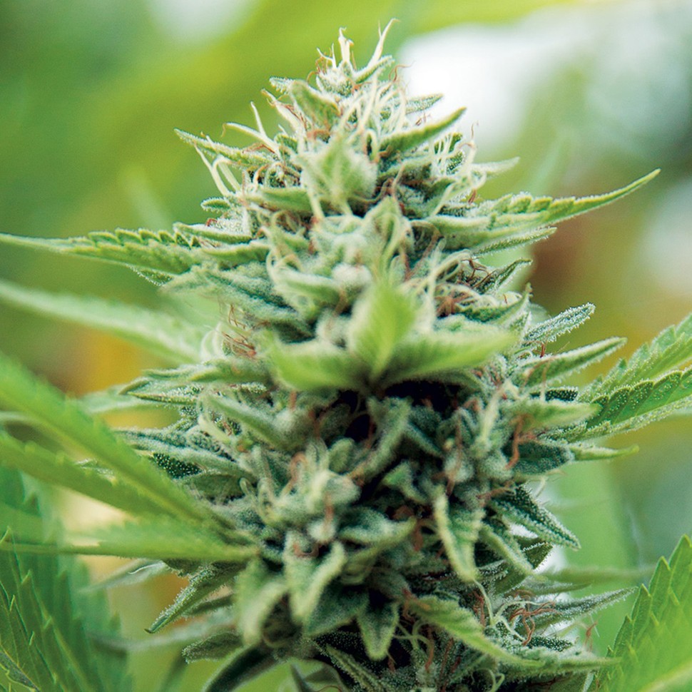 Семена  Alexandriya regular Ganja Seeds