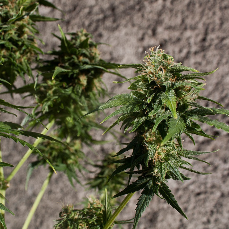 Семена  Hash Passion regular Ganja Seeds