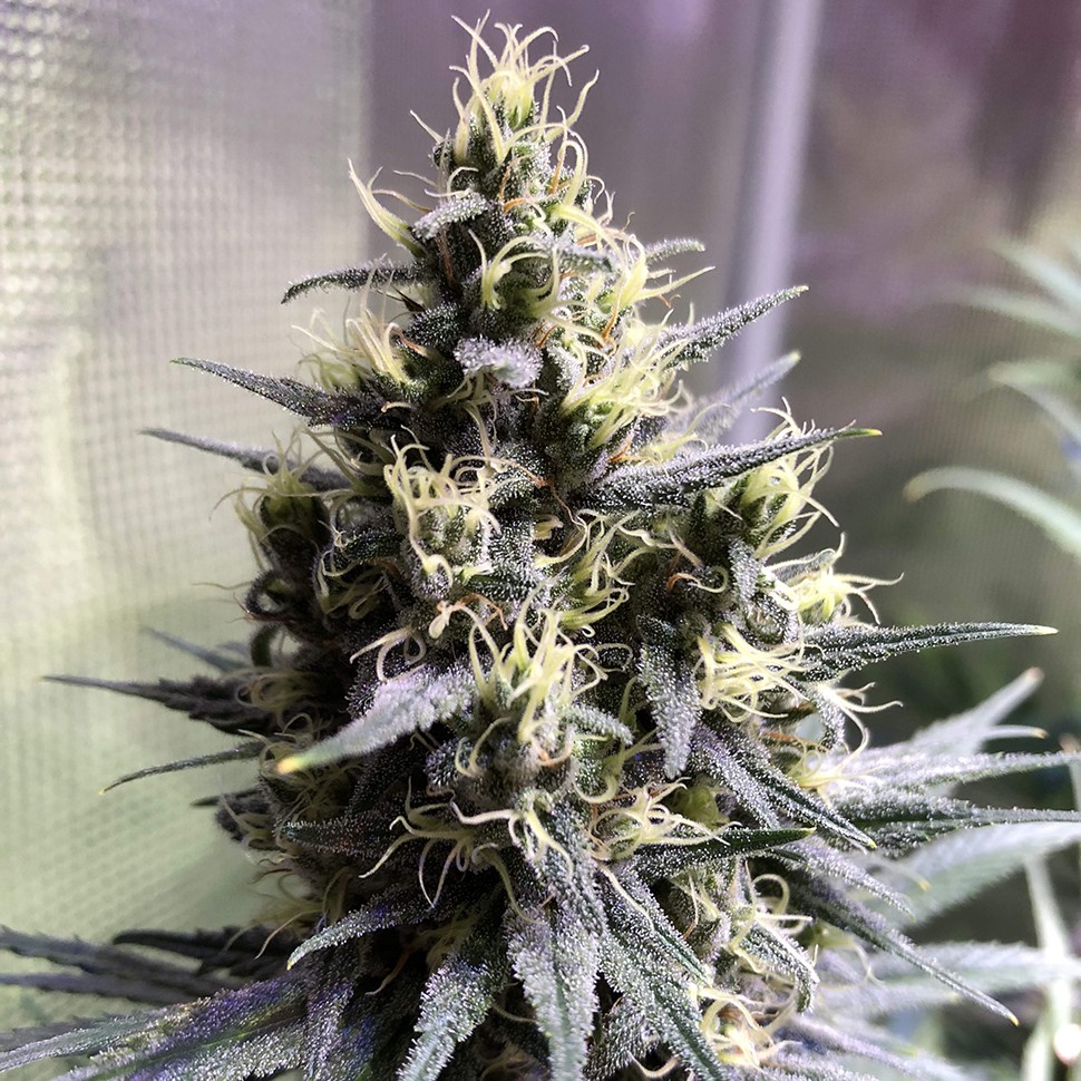 Семена  Auto Chocolope feminised Ganja Seeds