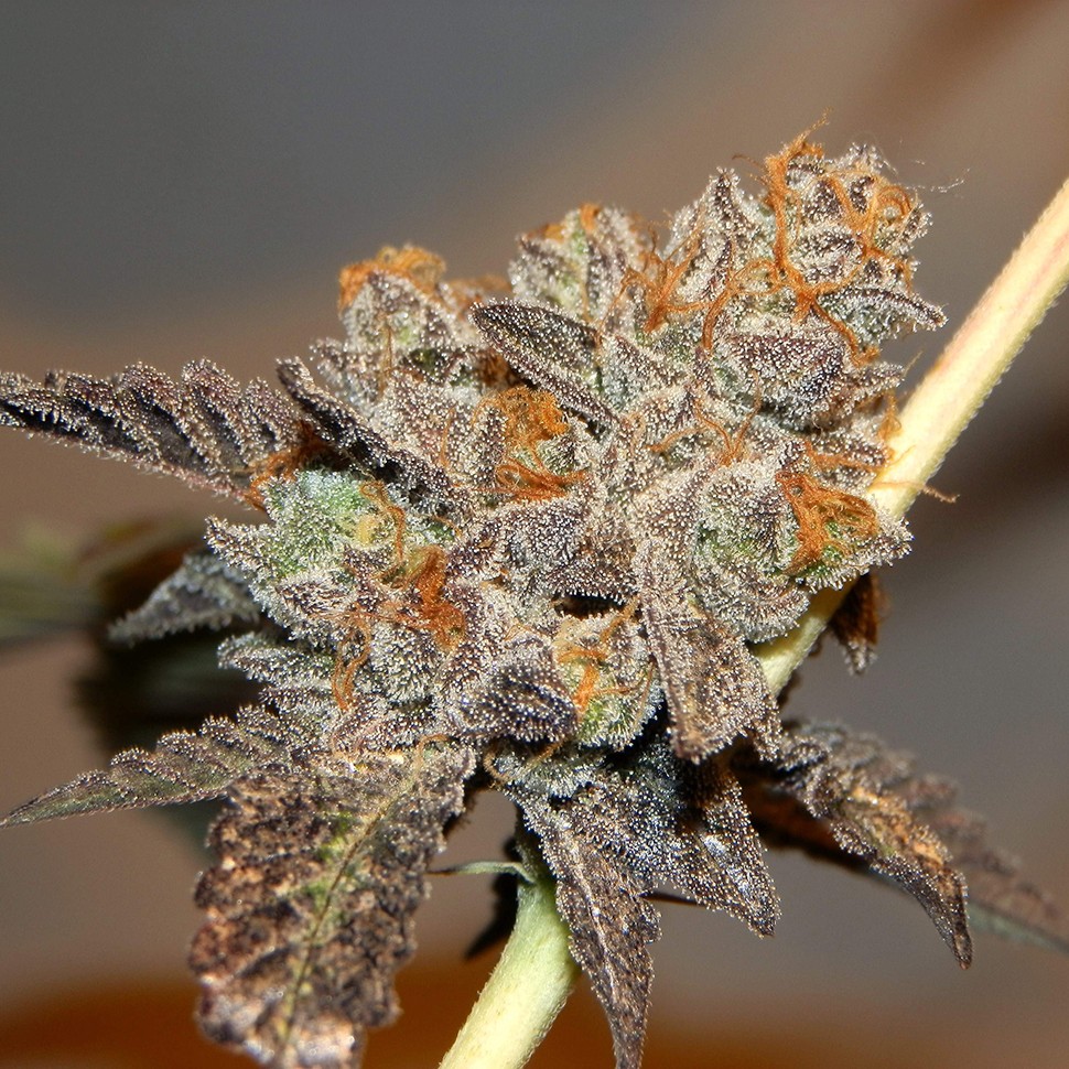 Семена ганжа  Seemango feminised Victory Seeds