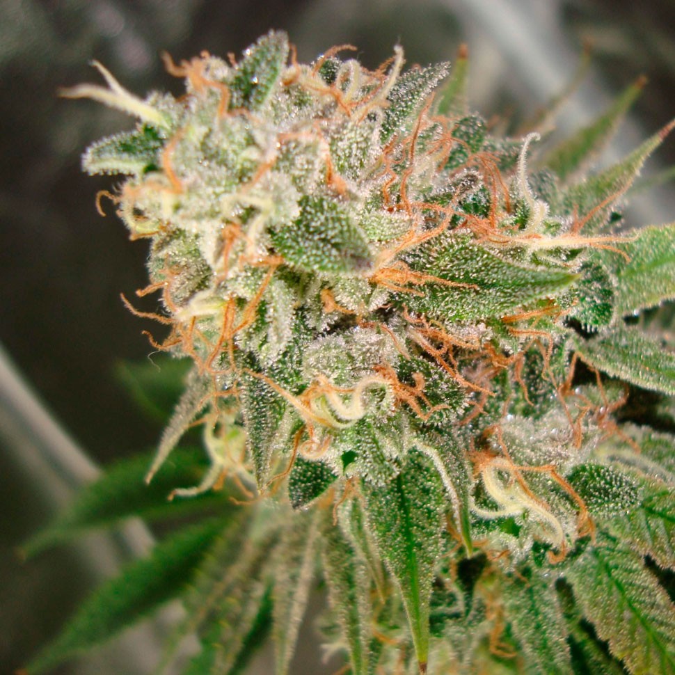 Семена конопли  Cookies Kush feminised Ganja Seeds