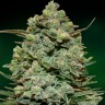Семена конопли  Cookies Kush feminised Ganja Seeds