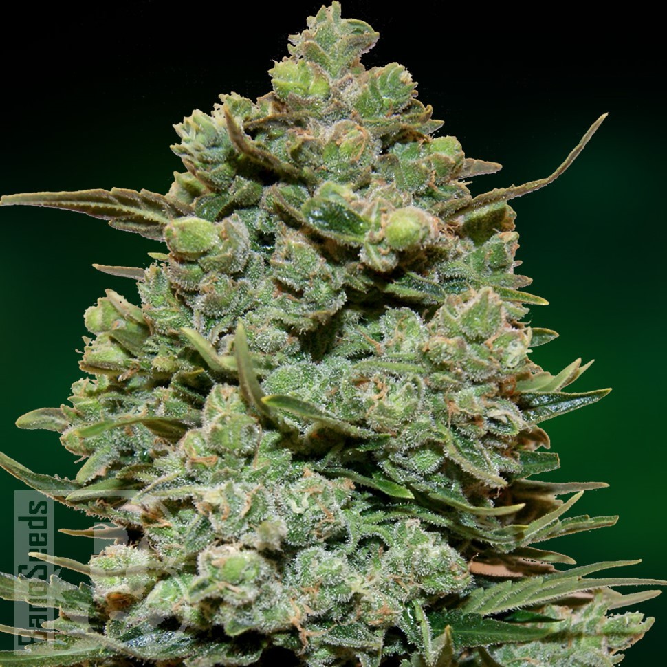 Семена конопли  Cookies Kush feminised Ganja Seeds