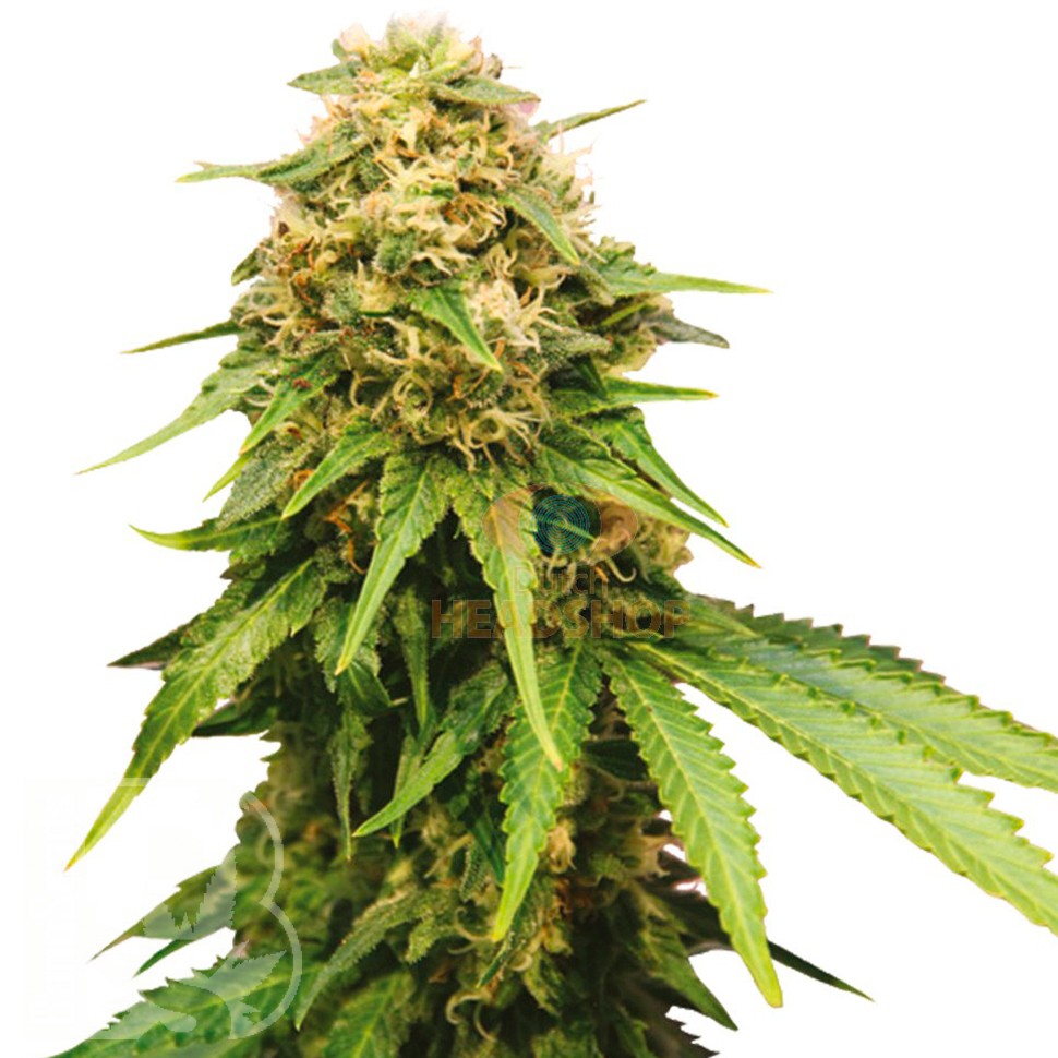 Семена ганжа Auto Royal Critical feminised Ganja Seeds