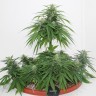 Семена  Top Skunk 44 x AK 47 feminised Ganja Seeds