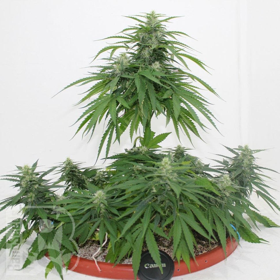 Семена  Top Skunk 44 x AK 47 feminised Ganja Seeds