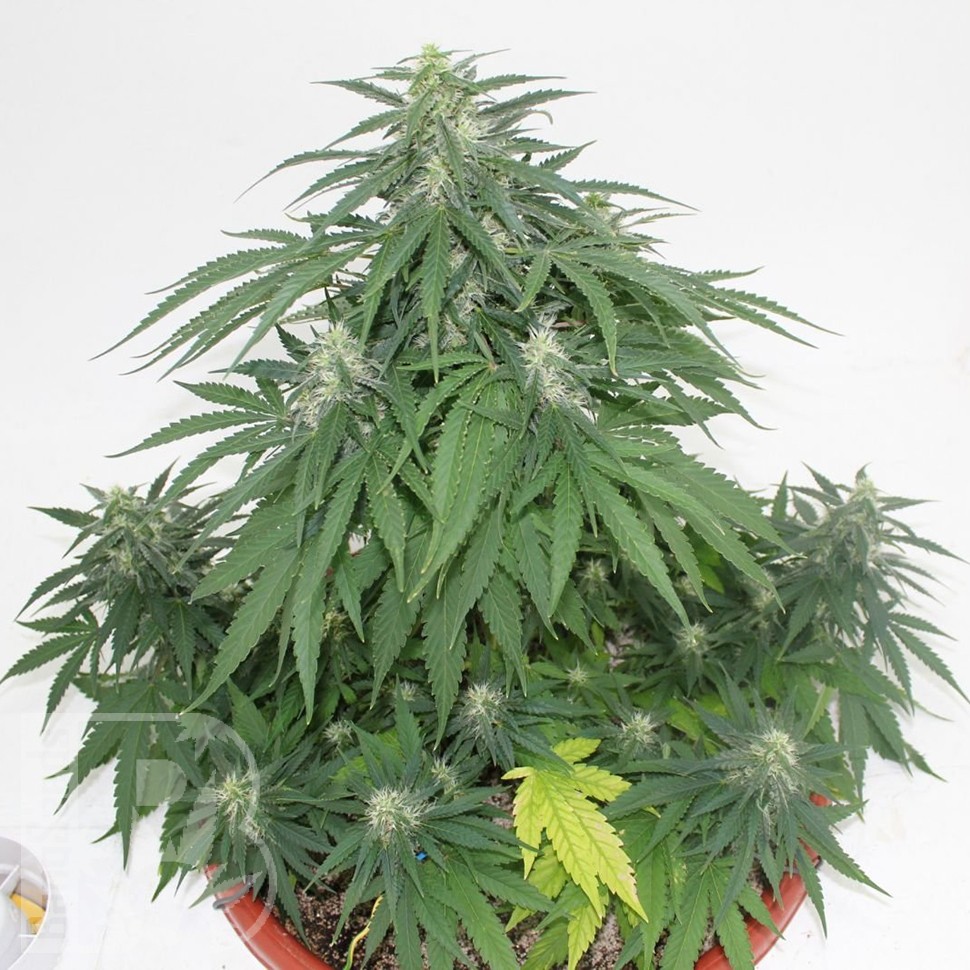 Семена  Top Skunk 44 x AK 47 feminised Ganja Seeds