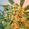 Семена  Top Skunk 44 x AK 47 feminised Ganja Seeds