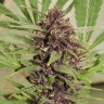 Семена  Top Skunk 44 x AK 47 feminised Ganja Seeds