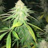 Семена  Top Skunk 44 x AK 47 feminised Ganja Seeds