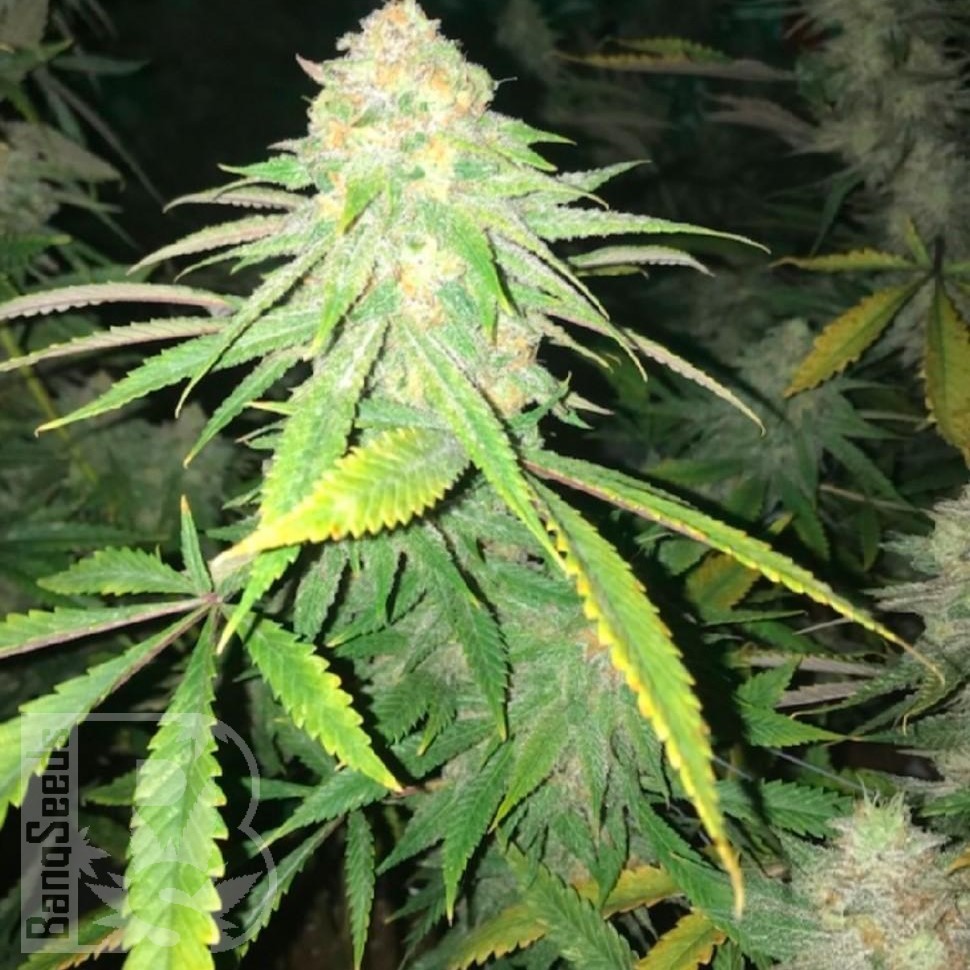 Семена  Top Skunk 44 x AK 47 feminised Ganja Seeds