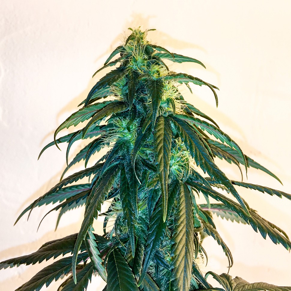 Семена Mama Mia regular Ganja Seeds