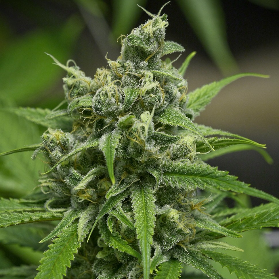 Семена каннабиса  Auto Haze Gom feminised Ganja Seeds