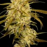 Семена каннабиса  Auto Haze Gom feminised Ganja Seeds