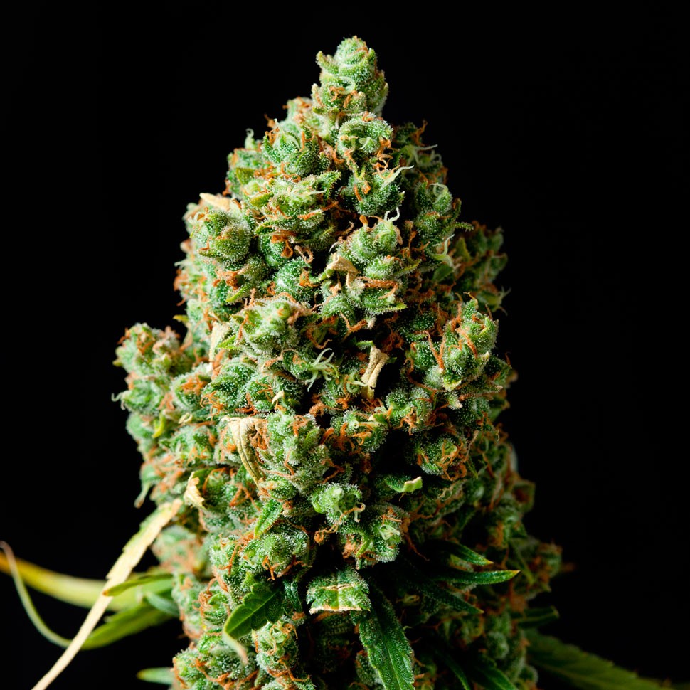 Семена Critical Kush feminised Ganja Seeds