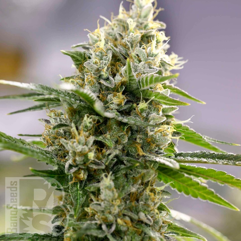 Семена  Auto Easy Bud feminised Ganja Seeds