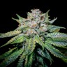 Семена каннабиса  Train Wreck feminised Ganja Seeds