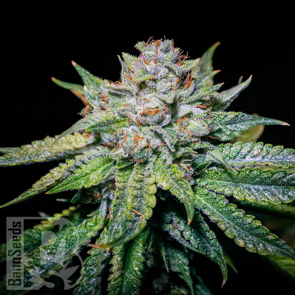 Семена каннабиса  Train Wreck feminised Ganja Seeds