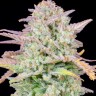 Семена каннабиса  Train Wreck feminised Ganja Seeds