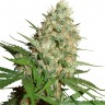 Семена каннабиса  Train Wreck feminised Ganja Seeds