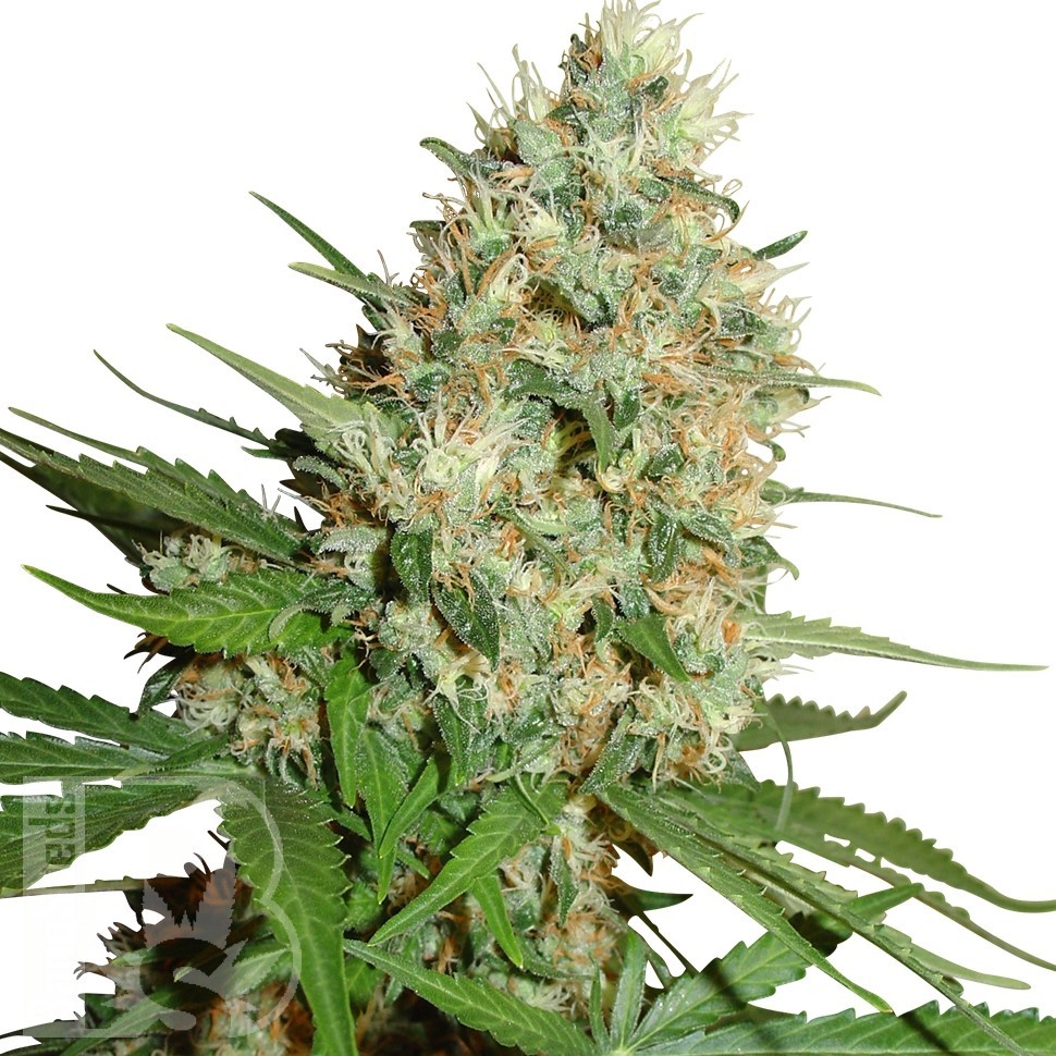 Семена каннабиса  Train Wreck feminised Ganja Seeds