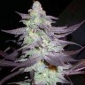 Семена каннабиса  Train Wreck feminised Ganja Seeds
