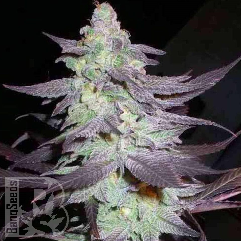 Семена каннабиса  Train Wreck feminised Ganja Seeds