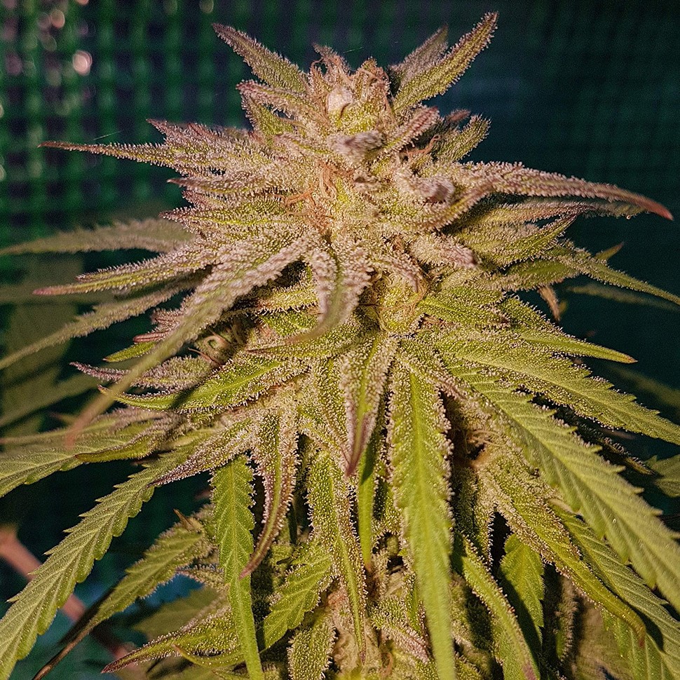 Семена каннабиса  Lemon regular Ganja Seeds