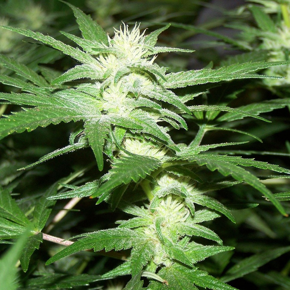 Семена ганжа  Phoenix feminised Neuro Seeds